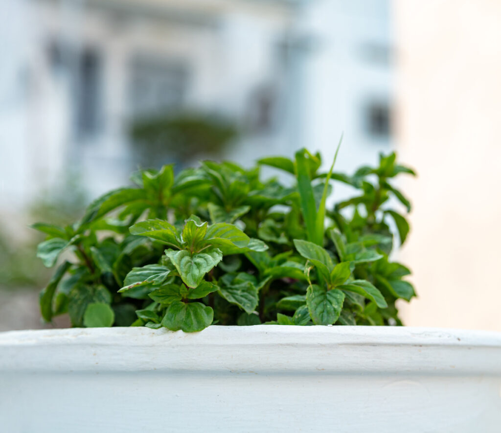 Close up of greek basil growing in a white pot