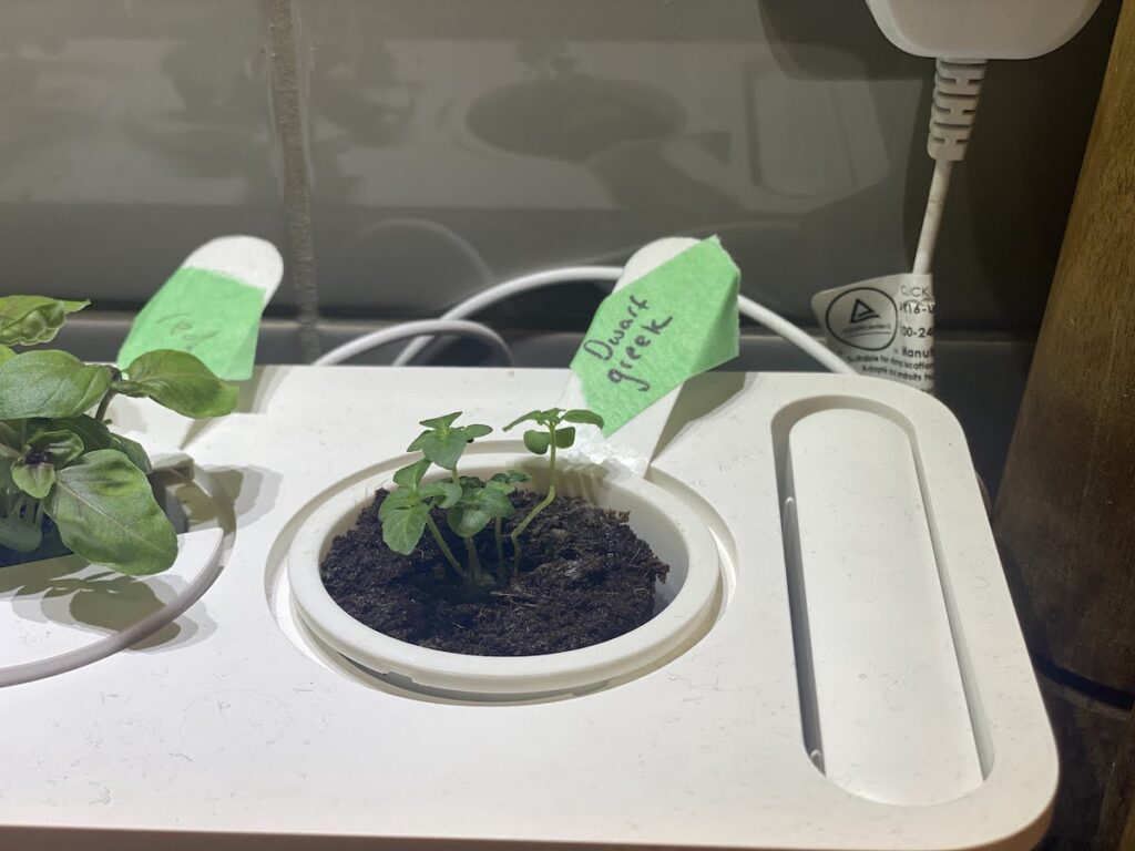 Greek basil seedling growing indoors in a hydroponic smart garden