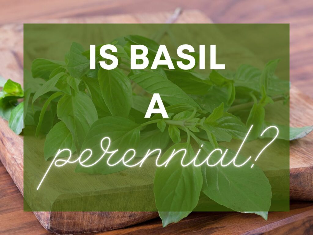 Overlaid text says Is Basil a Perennial with background image of basil leaves on a wooden cutting board
