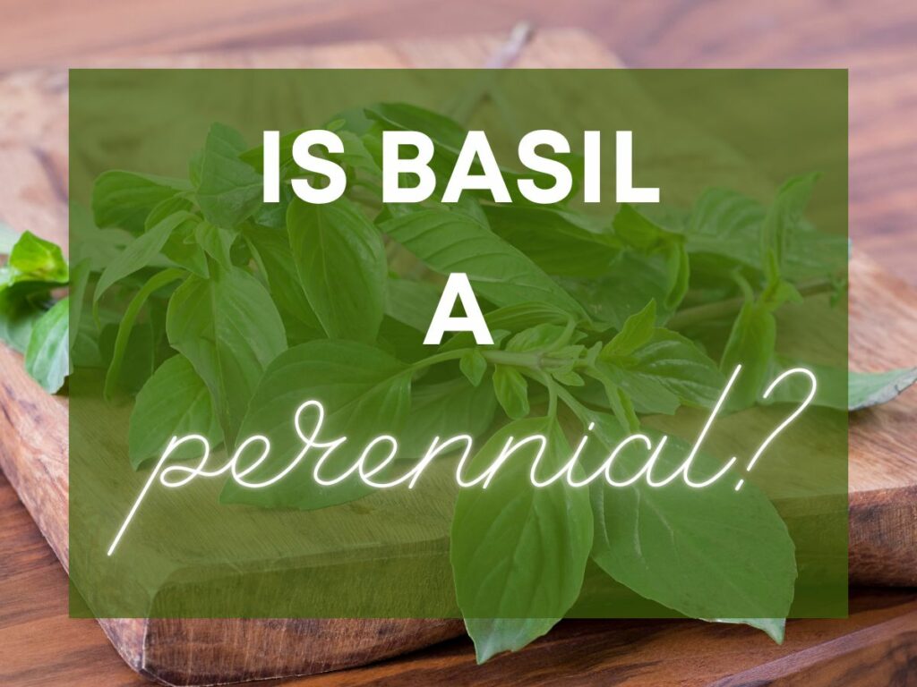 Is Basil a Perennial Mostly No But it Depends