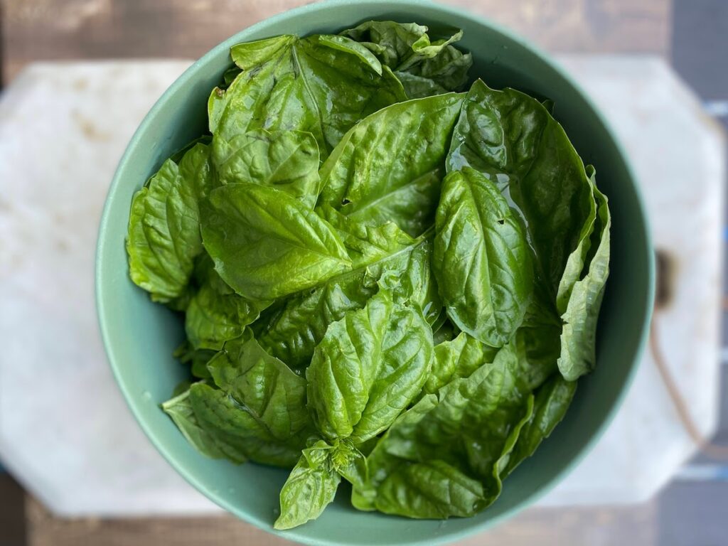 A bowl of freshly harvested basil leaves