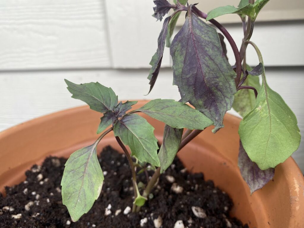 Close up of dull green and purple leaves on a Persian basil plant