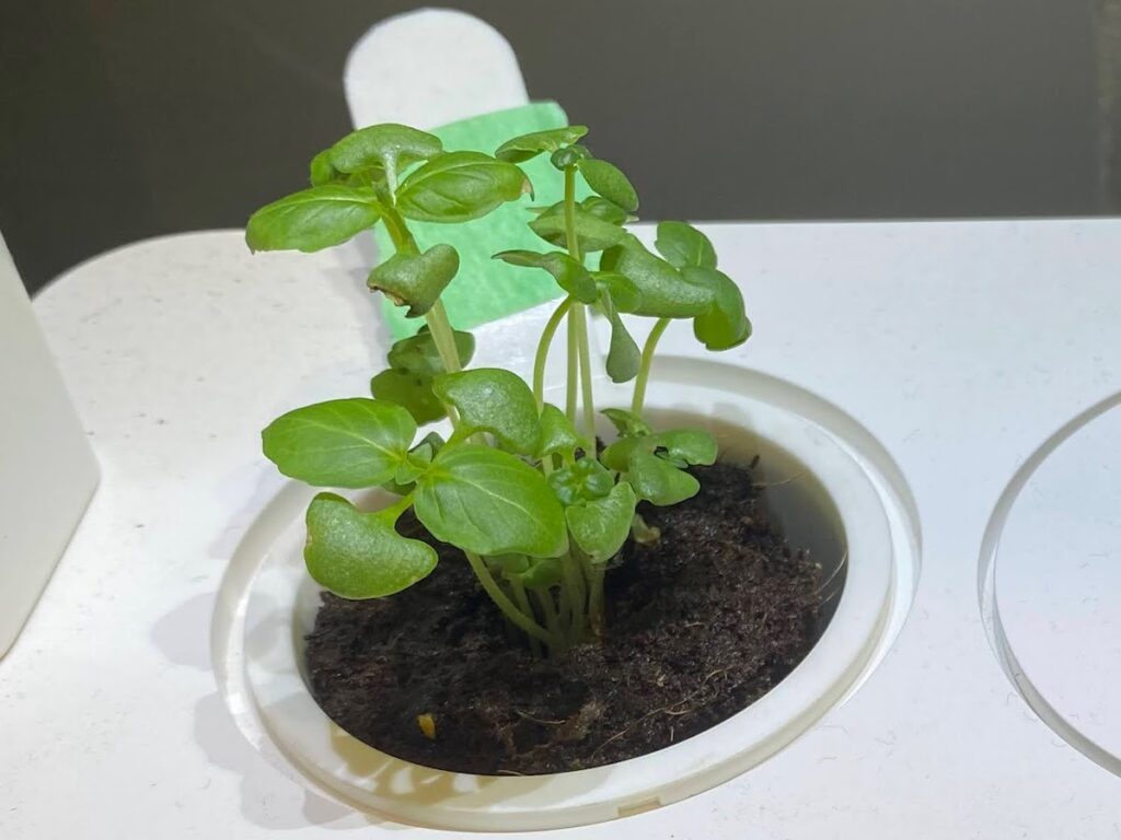 A cinnamon basil seedling with pairs of leaves growing on opposite sides of the stem