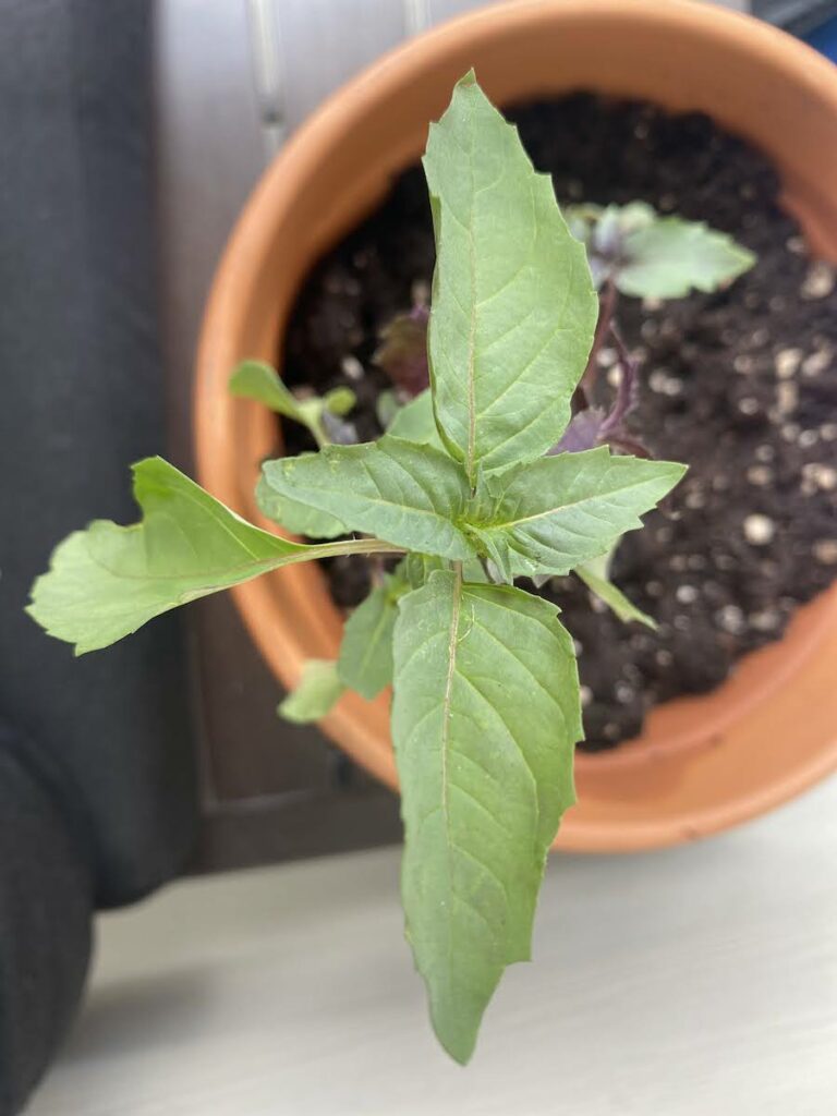 Birdseye view of a Persian basil plant in a terracotta container