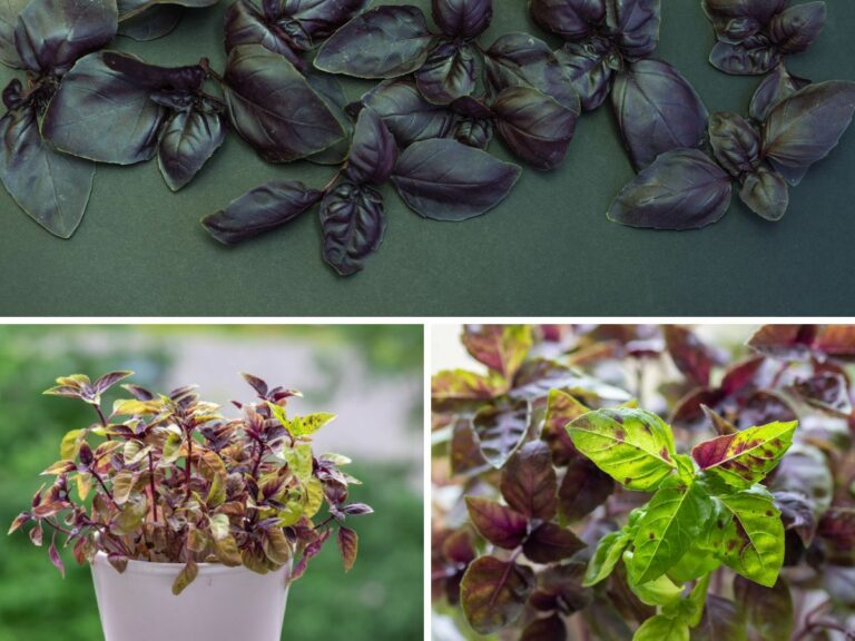 50+ Types Of Basil: Different Types Of Basil & How To Use