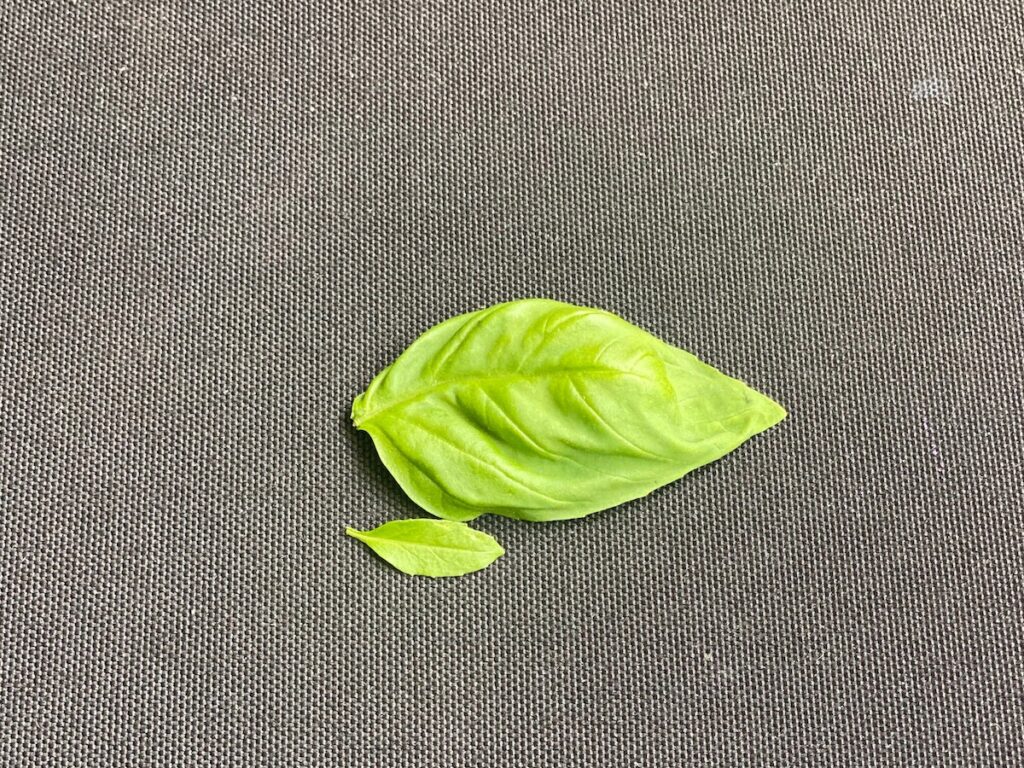 Photo demonstrating the difference in size between spicy bush basil leaf and sweet common basil leaf by showing them next to one another.