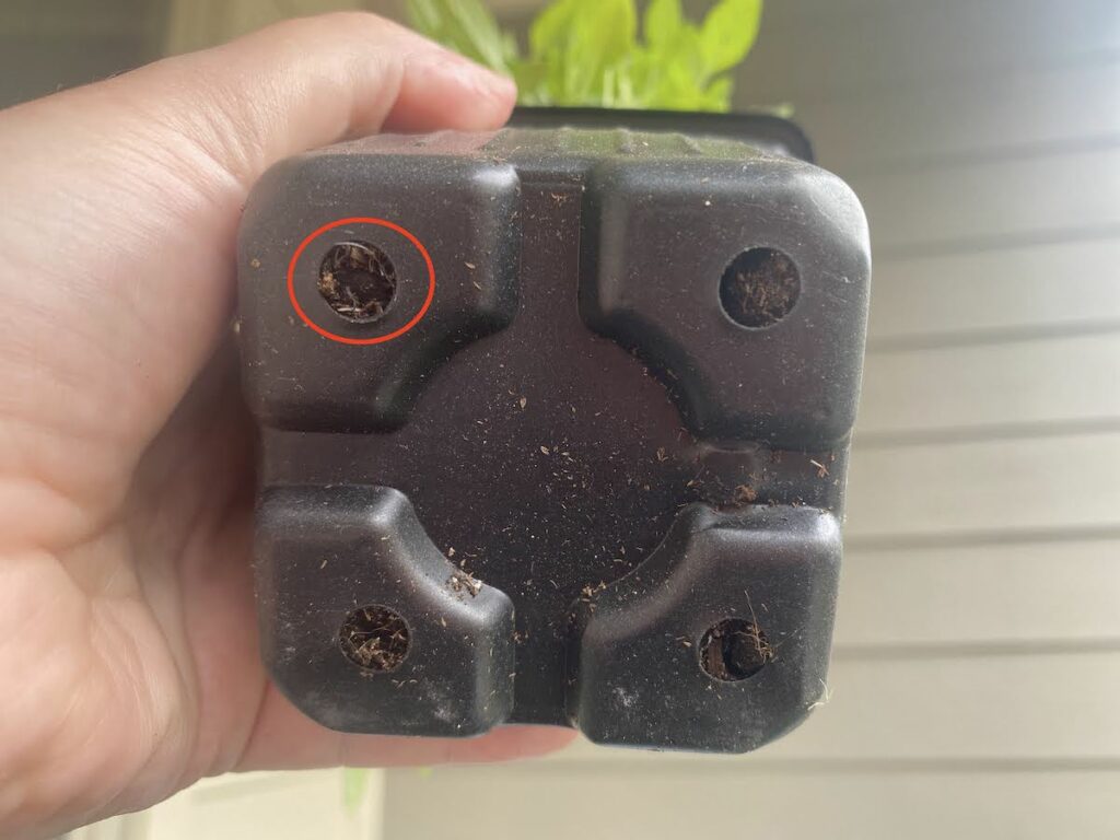bottom of a potted spicy bush basil plant with superimposed red circle showing where roots are growing out of the drainage holes. Roots growing out of drainage holes is a sign the pot size is too small for the basil plant.