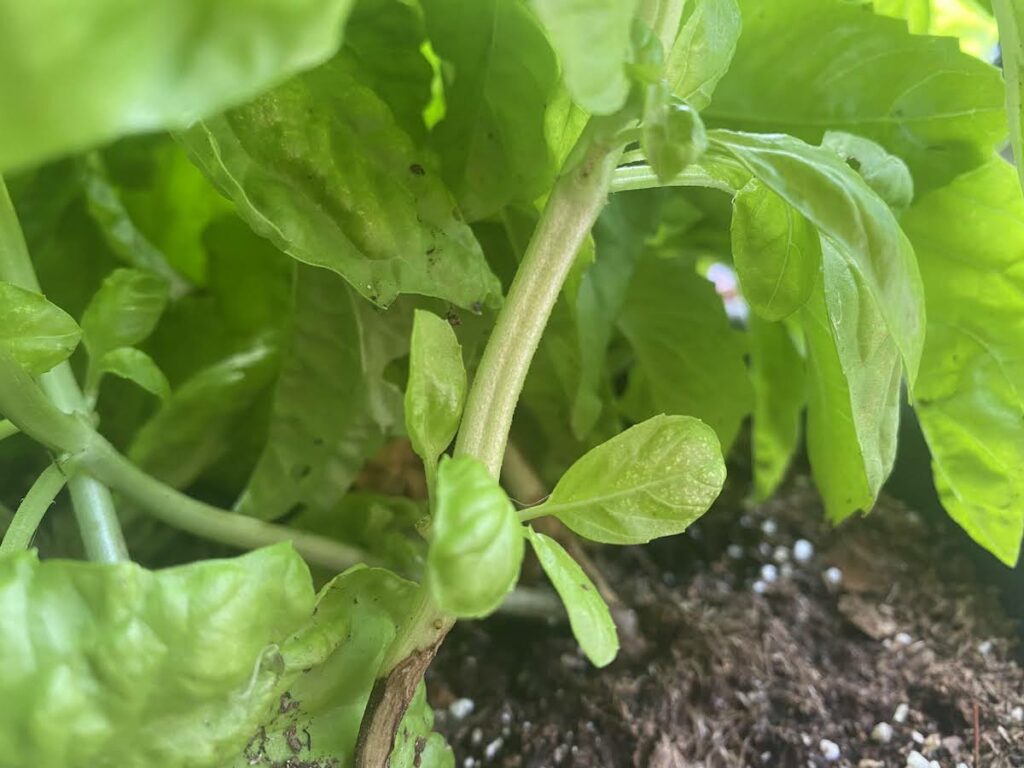 Up close view of the stem on a Tuscany basil plant showing how basil roots are square