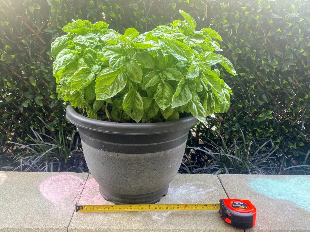 Tuscany basil in a large pot, measuring about 12 inches across (a tape measure is shown). Basil pot size varies based on plant maturity and type of basil grown.