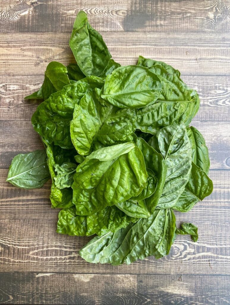 Pile of harvested tuscany basil on a wooden table. Healthy basil is abundant, which is why you shouldn't eat basil with brown spots on the leaves