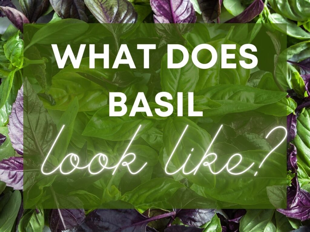The words "What does basil look like" are overlaid on a background photo of purple and green basil leaves