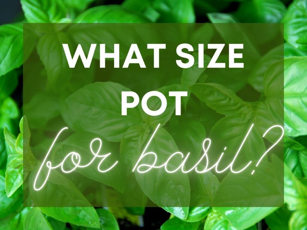 Background photo showing close up of a basil plant with bright green leaves, with overlaid text that says "What size pot for basil"