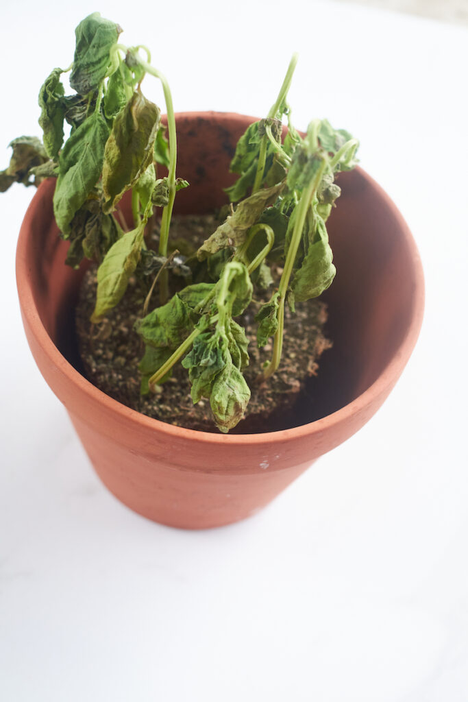 A underwatered basil plant that is dying and very stressed