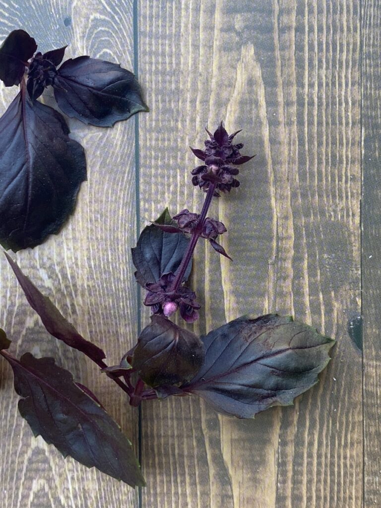Purple dark opal basil leaves and flower bud on a wooden table