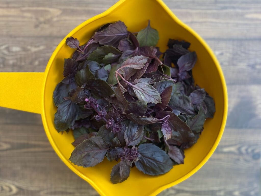 Purple basil leaves and flowers in a colander before using them to make pesto
