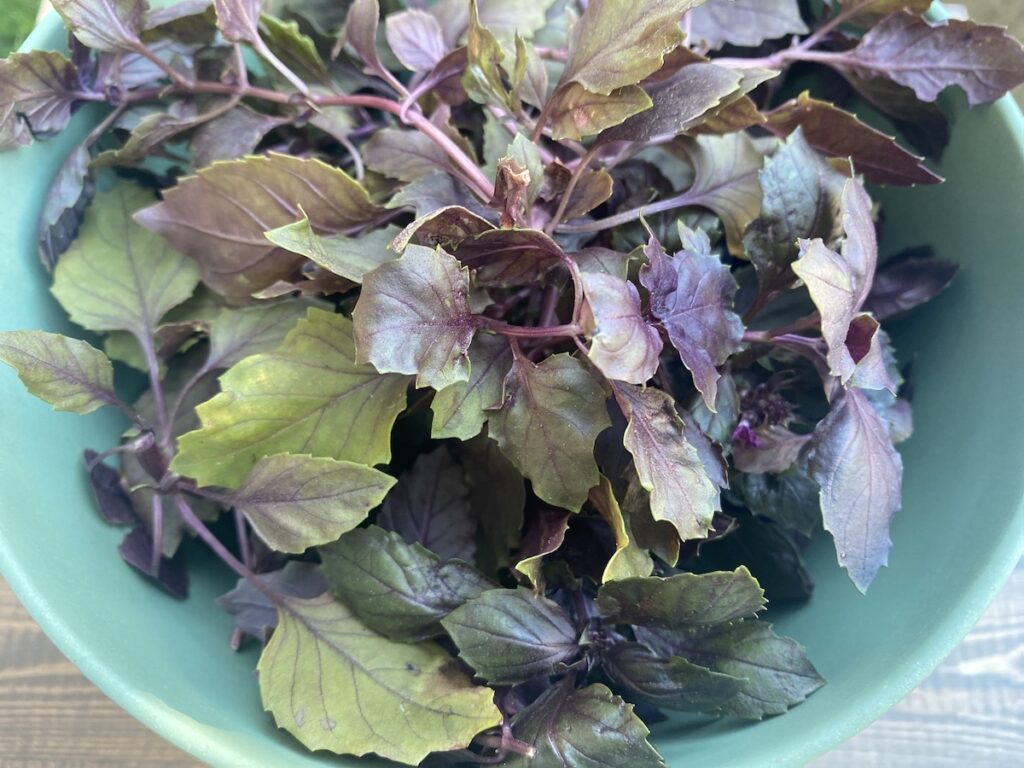 Bowl of fresh dark opal basil leaves after pruning the plant.