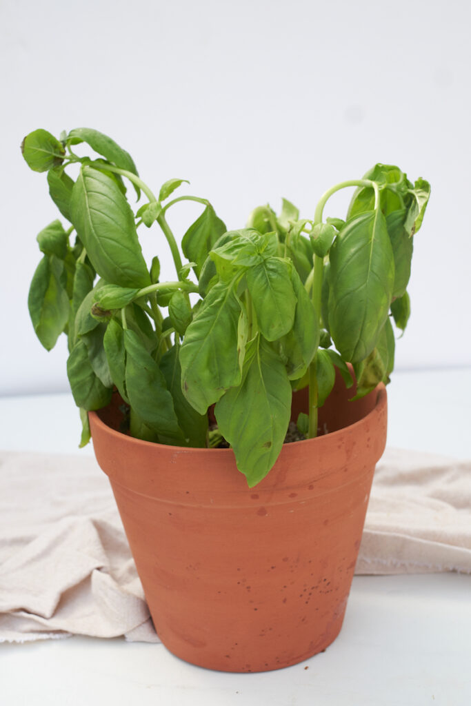 A basil plant that isn't getting enough water. The leaves are drooping and a bit wilted