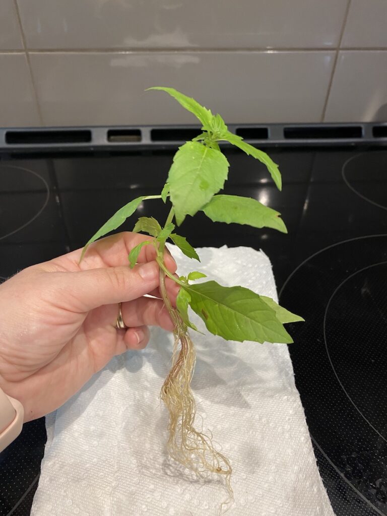A woman's hand holds a basil cutting that has been growing in water, with a clearly established root system, over paper towel
