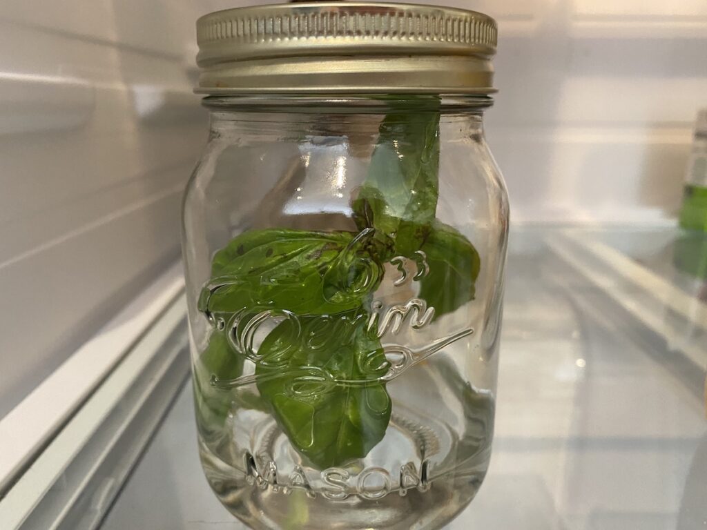 Fresh basil leaves stored in a sealed canning mason jar with water in the fridge