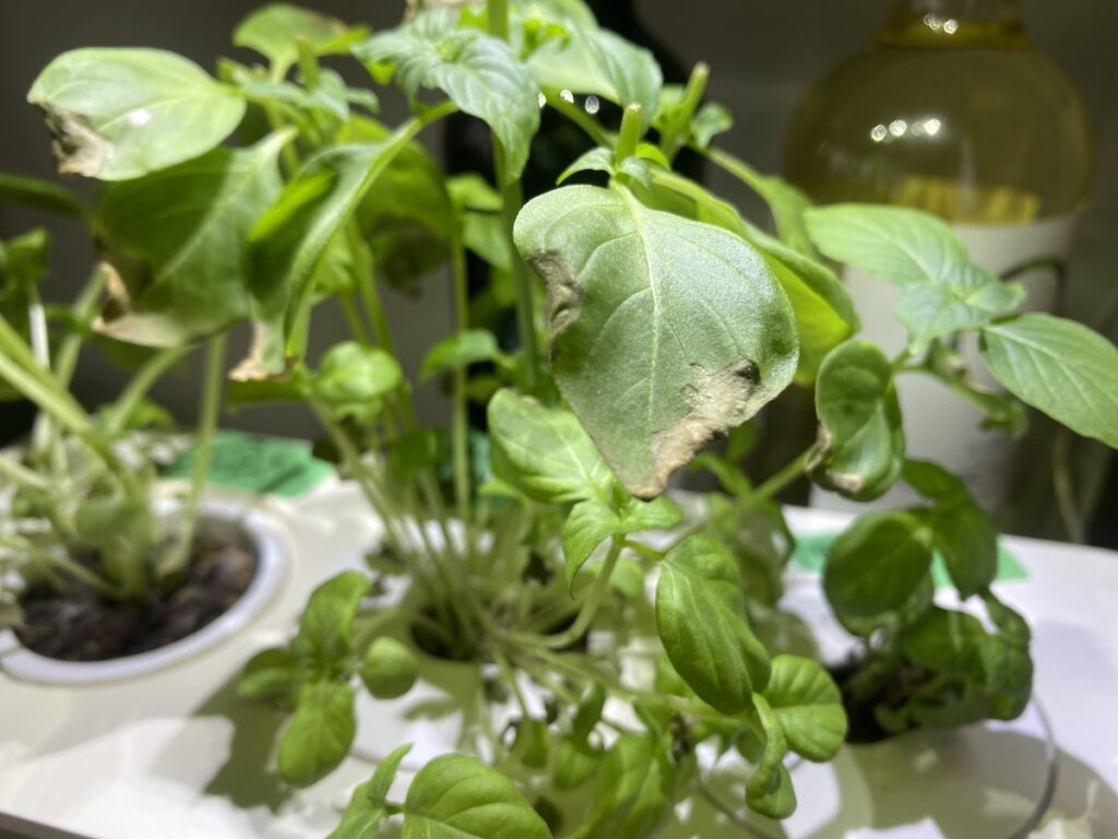 Brown edges on basil plant leaves. Despite being grown indoors, this basil still has brown areas on the leaves. 