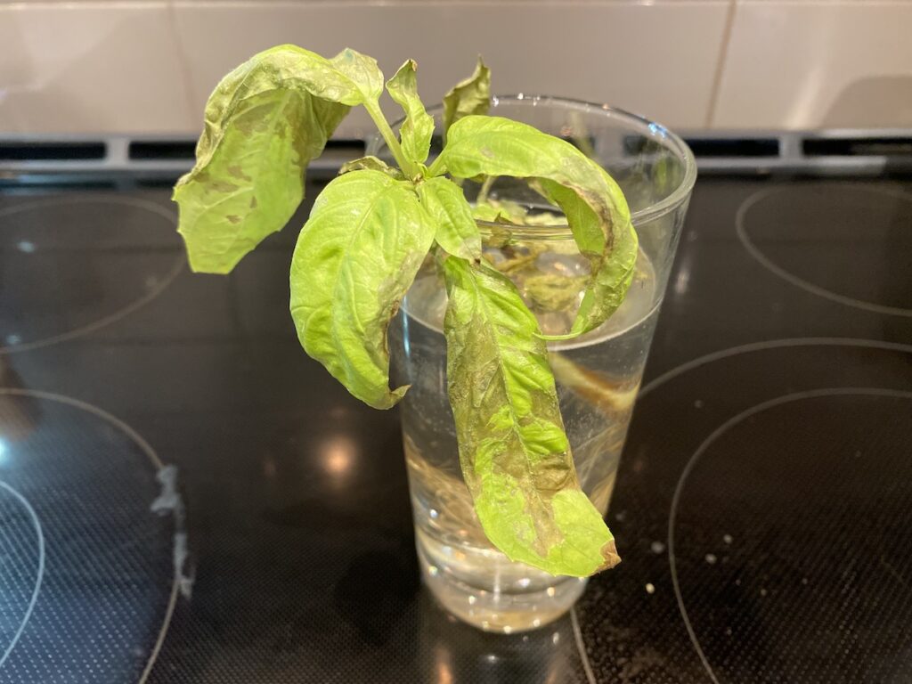 A basil cutting growing in water that has been neglected. The leaves have brown patches on them and look wilted.