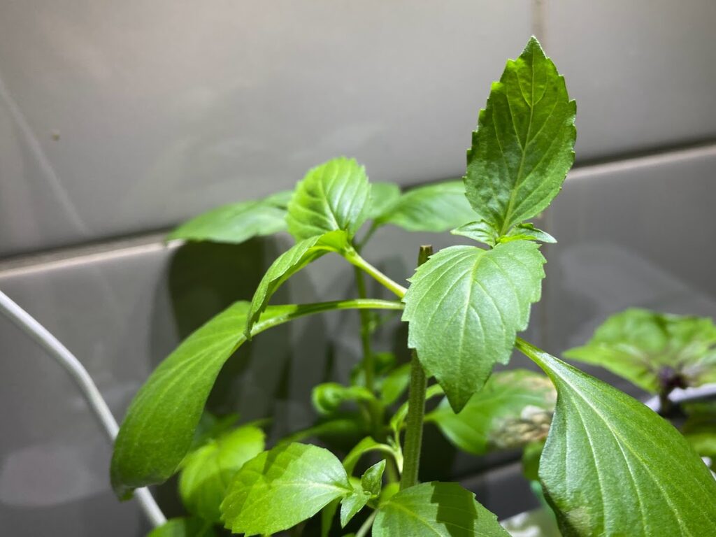 A cinnamon basil or Ocimum basilicum Cinnamon plant up close grown in a kitchen against a backdrop of grey subway tiles