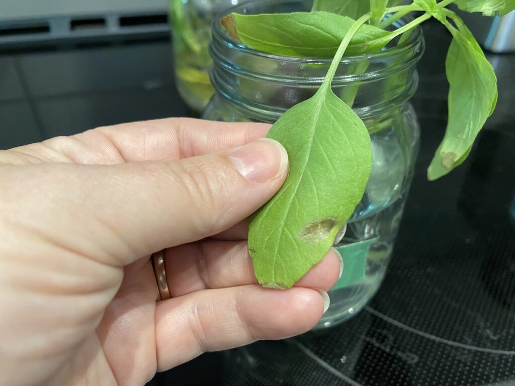 Thai basil leaf that has been damaged from being covered with a plastic bag