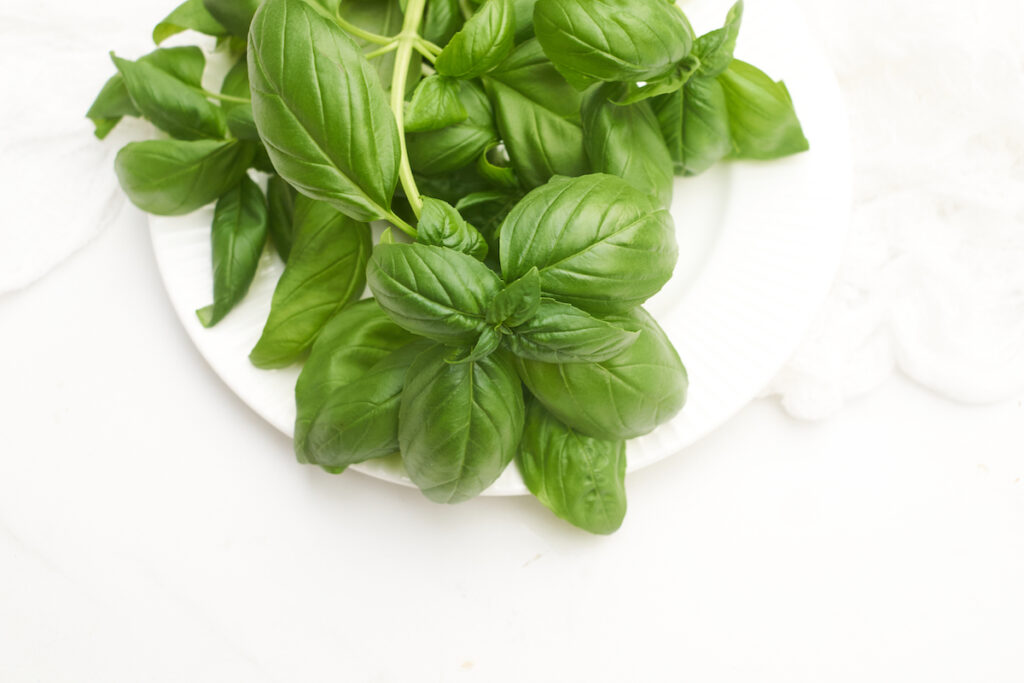 A stem of fresh basil leaves lies on a white plate, sitting on a white counter