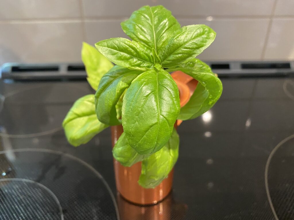 Fresh basil in a terracotta colored Greek wine pitcher after 24 days being stored on a counter top in water