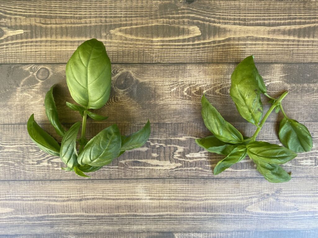 Fresh basil just harvested from a plant (left) vs basil that's been stored in the fridge for several hours. The basil stored in the fridge is starting wilt, with the leaves curling inwards. 