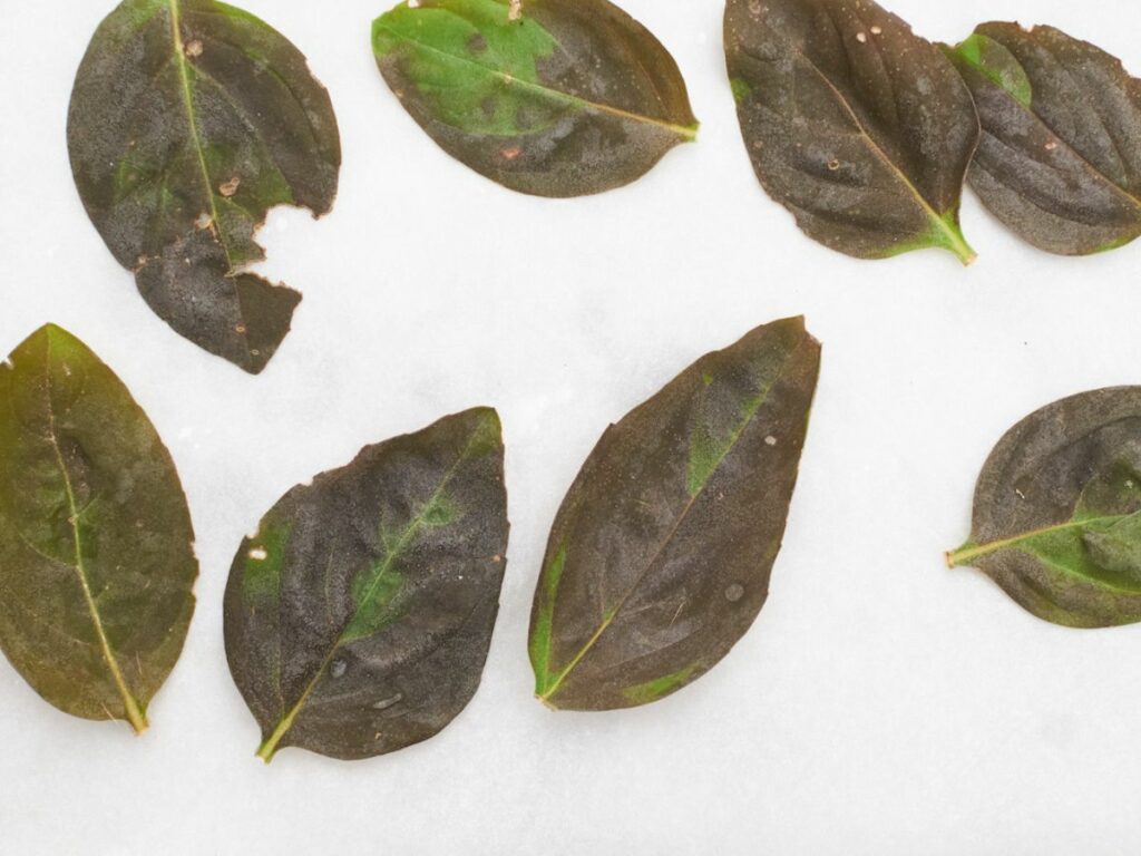 Frozen basil leaves that have been blanched and then frozen and are turning black