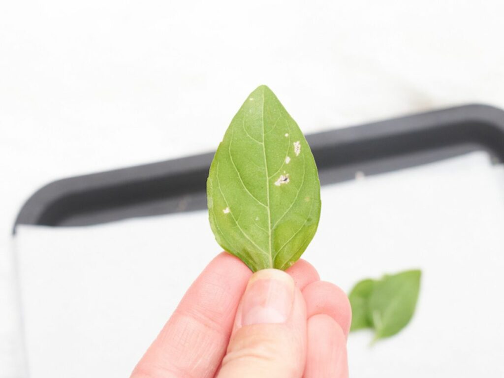 A woman's hand holds a frozen whole basil leaf that wasn't blanched before freezing