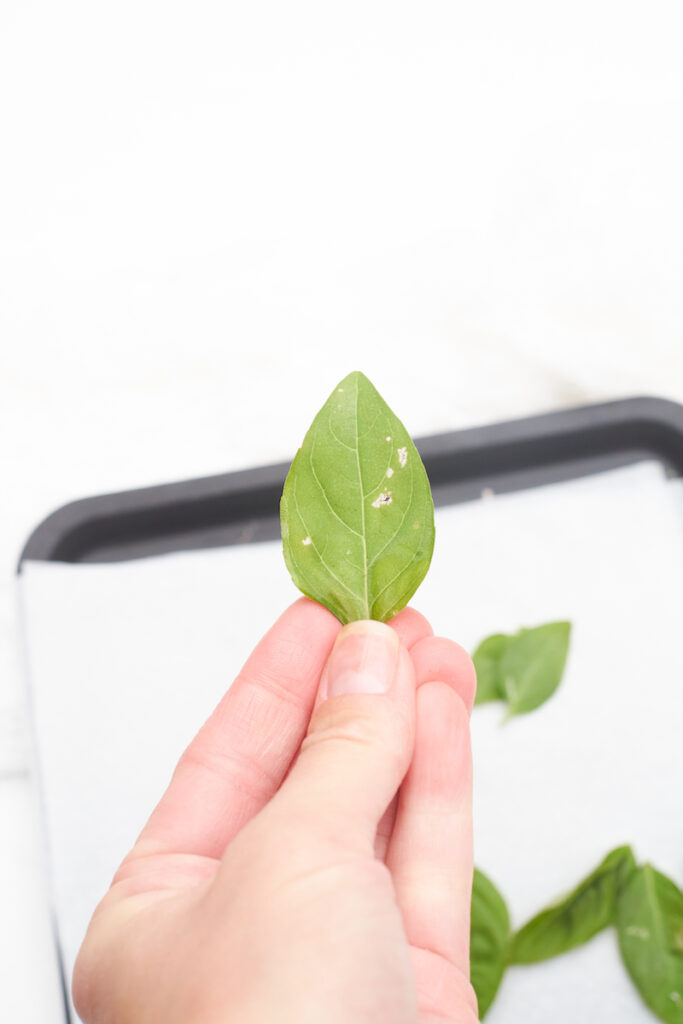 A woman's hand  holds up a whole basil leaf that has been frozen on a cookie sheet in a single layer