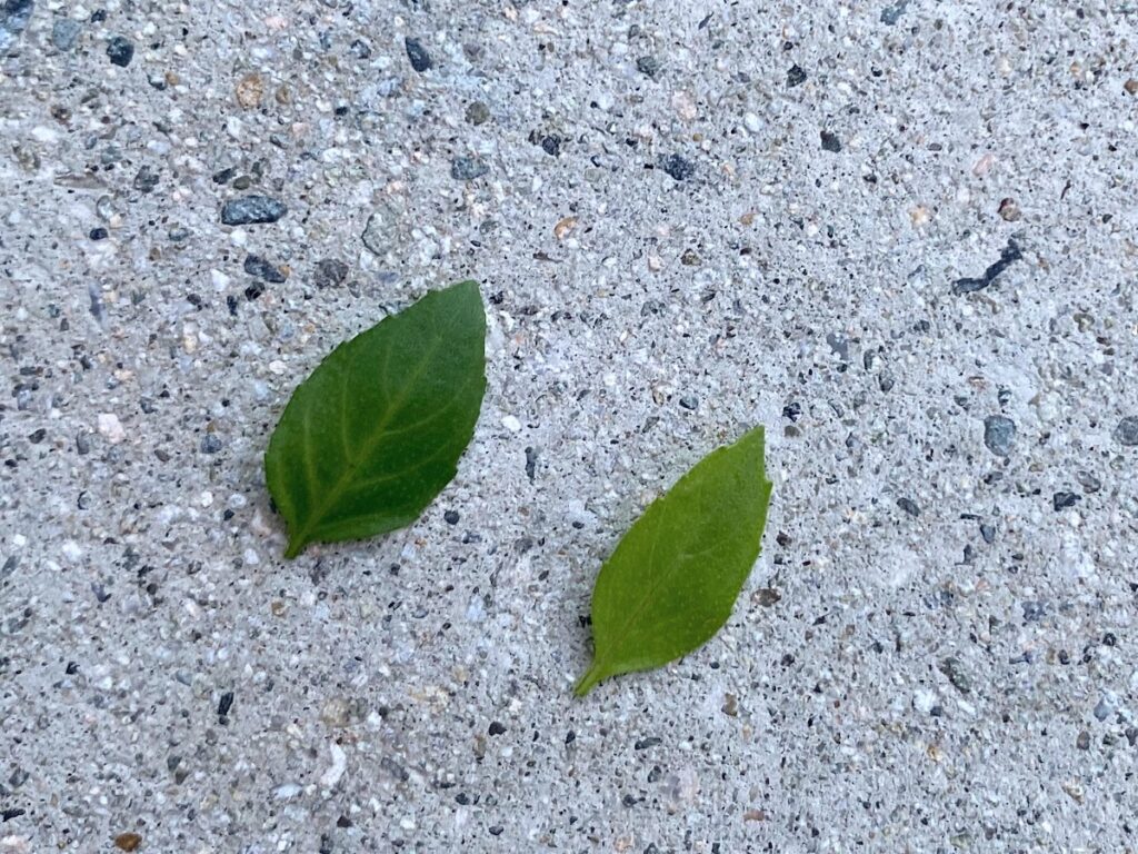 Side by side comparison of different types of basil showing Greek Basil leaf (left) and Spicy Bush Basil leaf (right) against a concrete background