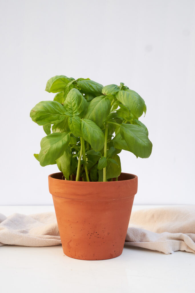 What Size Pot for Basil Plants A Guide to Basil Pot Size