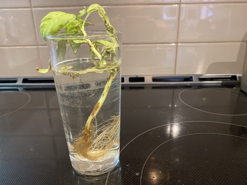 A basil cutting growing in water with wilted and discolored leaves but a healthy tap root.