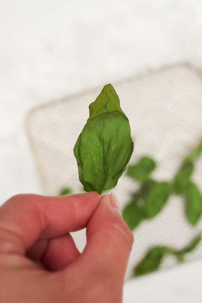 A woman's hand holds a dry basil leave that has been dried in an air fryer. The air fryer basked is visible in the background. How to dry basil leaves in air fryer.