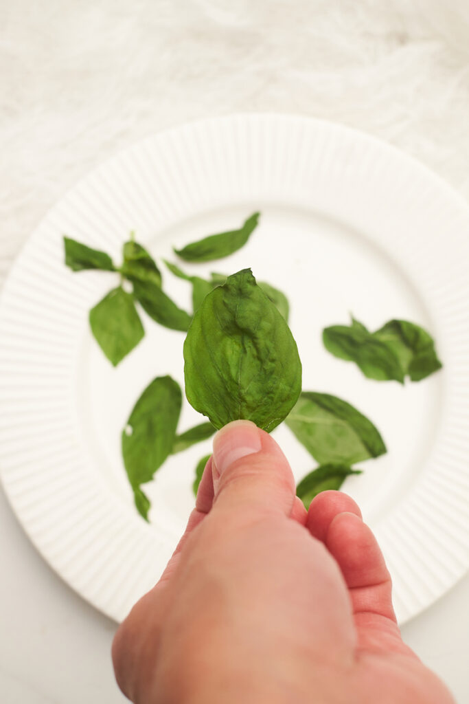 A woman's hand holds a basil leaf that has been dried in the microwave over a plate of newly dried basil. How to dry basil in microwave. 