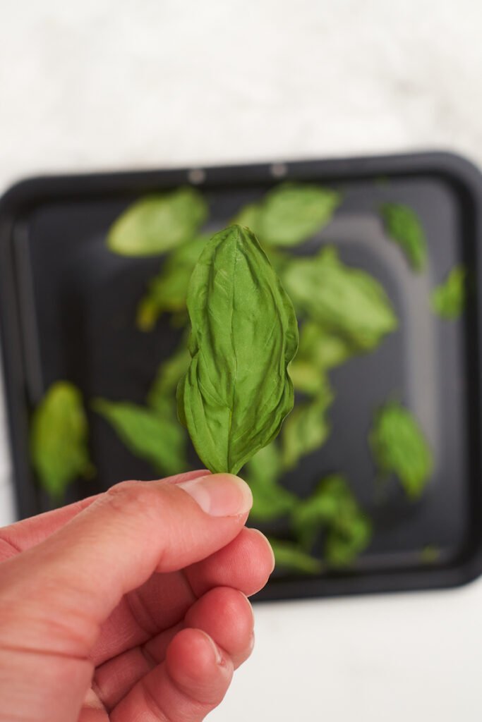A woman's hand holds up a whole basil leaf that has been dried in the oven. In the background a baking sheet with dried basil leaves is visible. How to dry fresh basil in oven. 