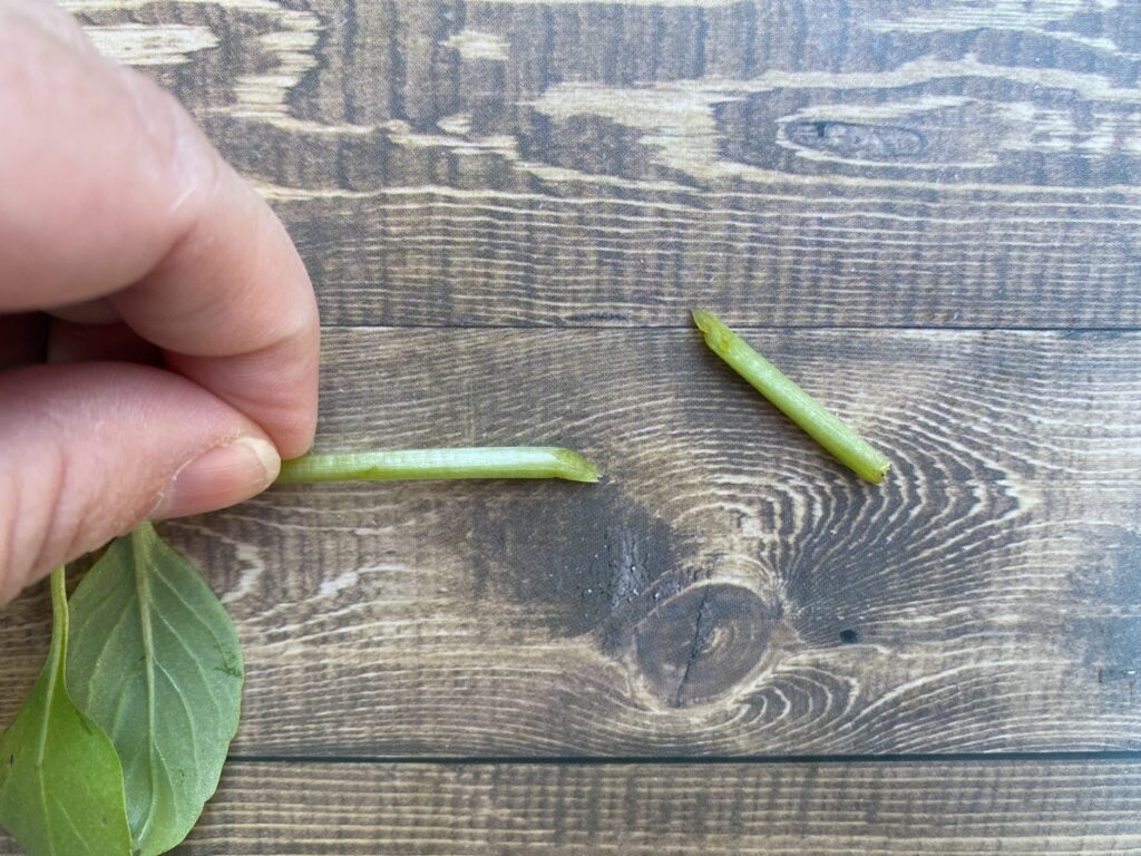 A woman's hand holds a Thai basil stalk after trimming the bottom on a diagonal.