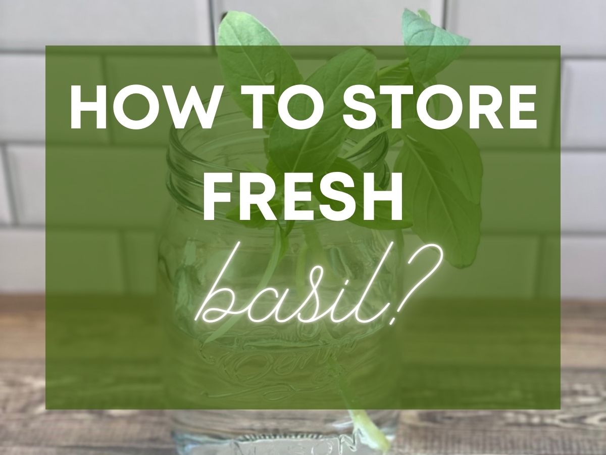 Fresh sweet basil in a mason jar with text superimposed over top that says how to store Fresh basil