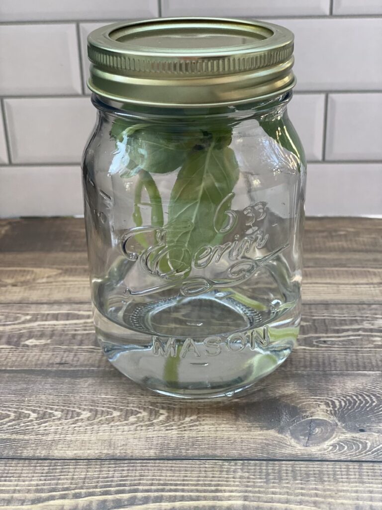 basil stem stored in a sealed mason jar with water