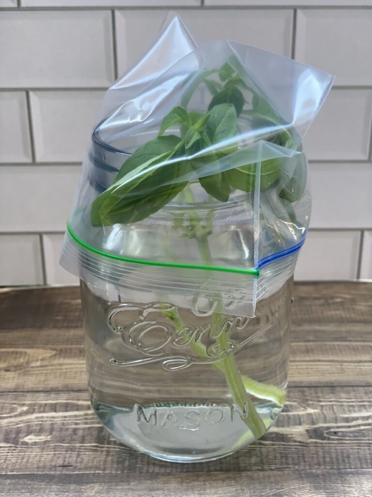 Thai basil stored in a mason jar with water and loosely covered with a plastic ziplock bag