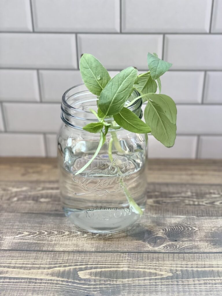 Storing fresh Thai basil in a mason jar of water