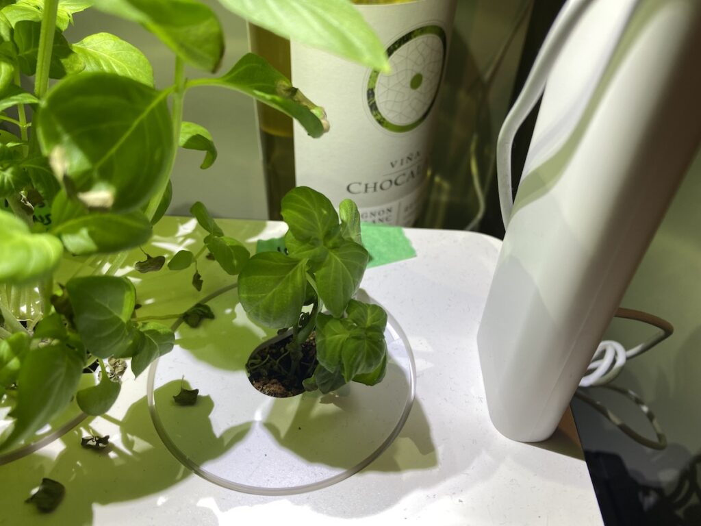Lemon basil seedling (right) in a hydropponic smart garden next to a much larger and more established Mrs Burns Lemon basil plant (left) that was planted after the lemon basil
