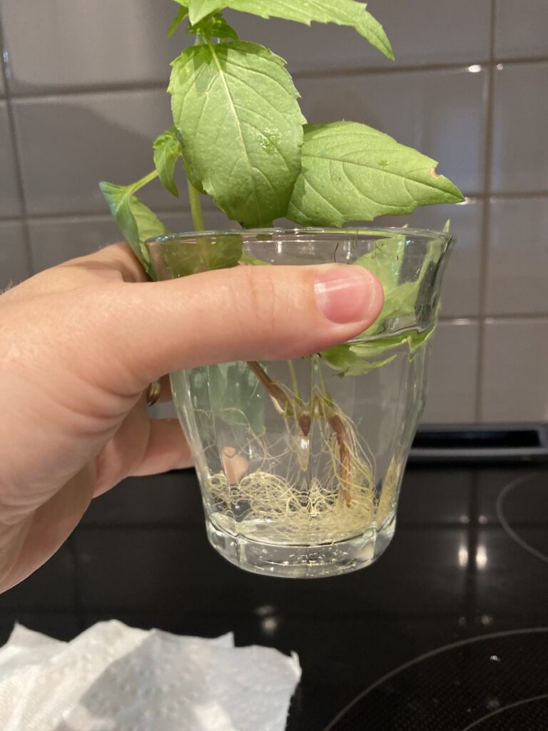 middle eastern or persian basil cutting propagated in water. Root system visible as a woman's hand holds the glass of water and cutting