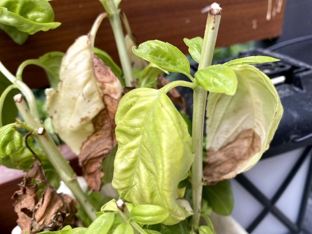 basil leaves turning yellow as a result of over watering