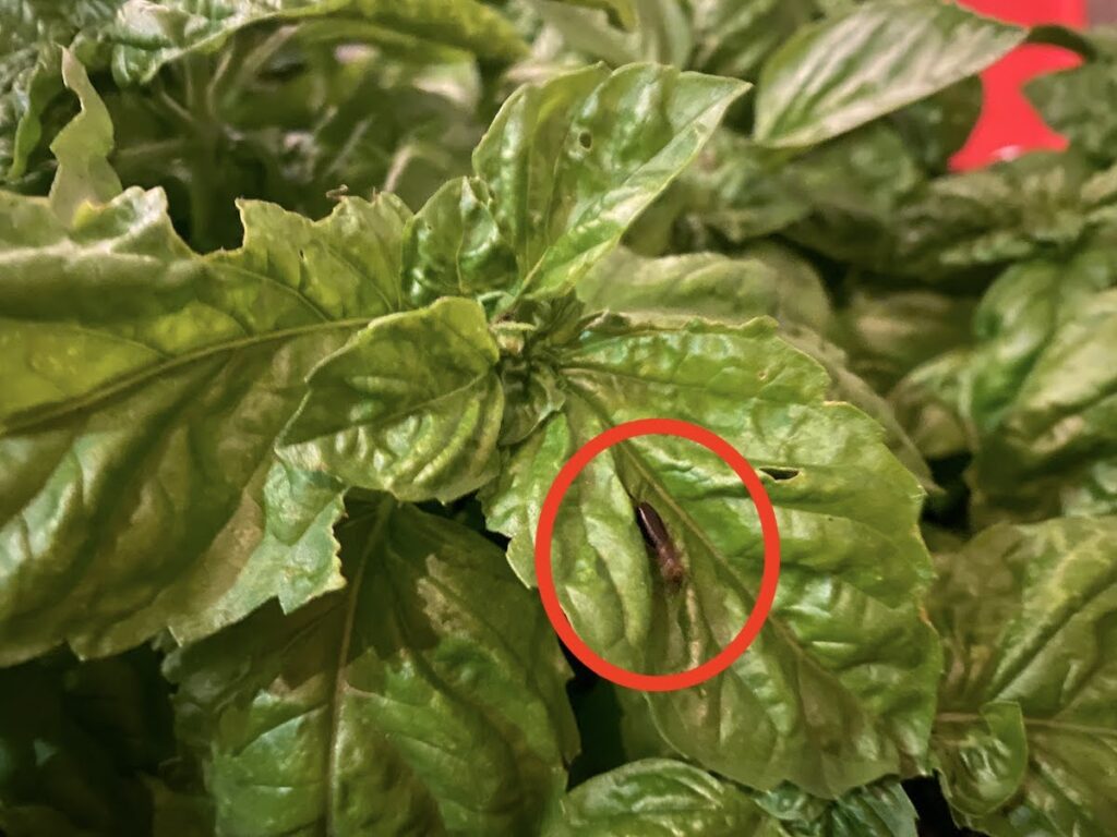 A pest on a basil leaf on the plant, with a red superimposed circle to show where