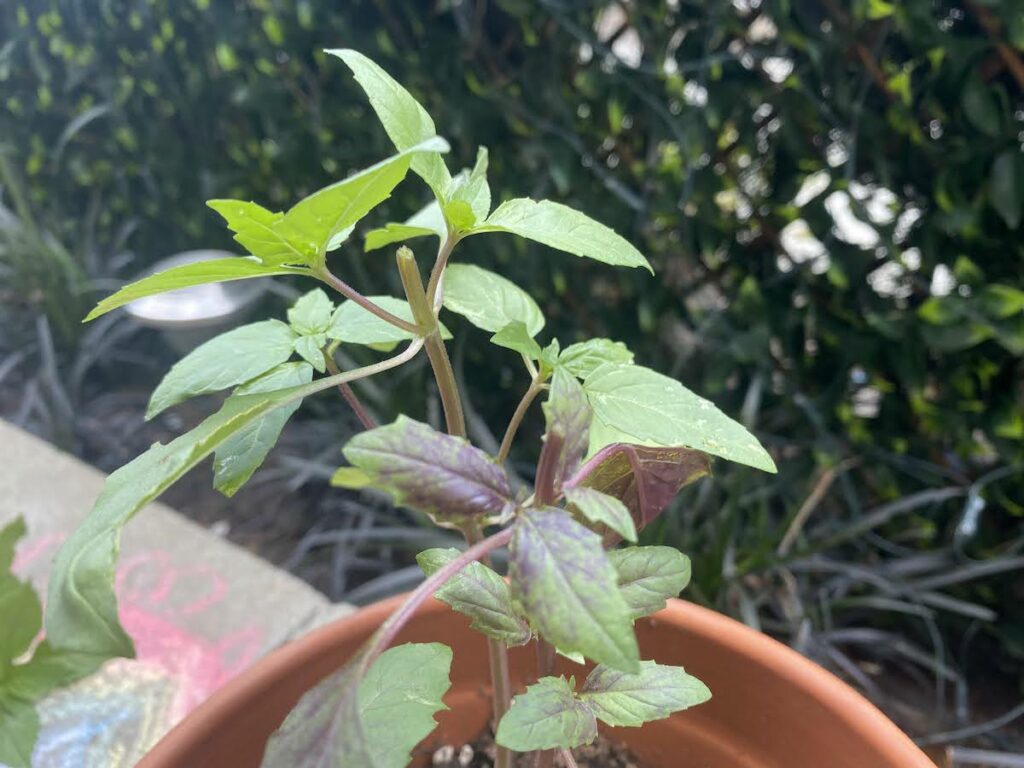 The top of a persian basil plant immediately after pruning it shows the cut off stem.