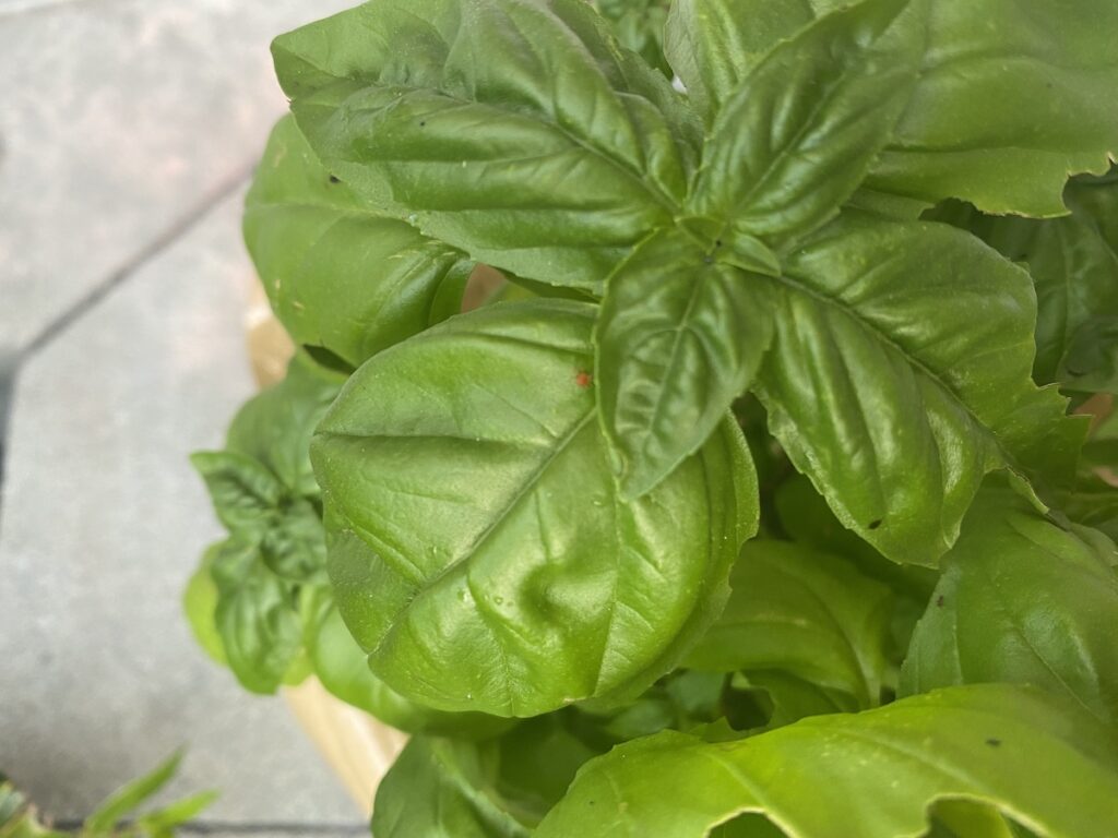 A tiny red spider mite on a basil plant. Spider mites and aphids can suck the juices from basil leaves, leaving little yellow spots on the basil plant or leaving holes in the leaves